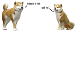 Doges rule the world