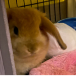 Otis The Bun Bun