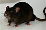 Rats_Queens_Army