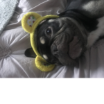 A group about my dog