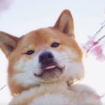 Am doggo