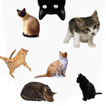 The Best Cat Group In The Whole World
