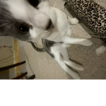 Bb gurl