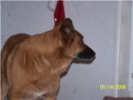 aspca