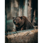 AsThEtiC Cubs