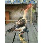 Big Chicken Nation Revamp