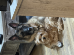My dog and my puppy connection s really great