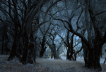 Dark Grove