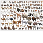 動物好きのグループ