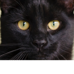 C-CAT KLUB