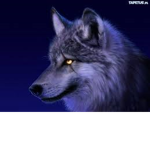 The Wolf Team12