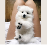 CuteDogSquad