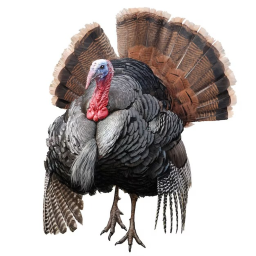 turkey