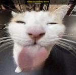 MR. hell cat