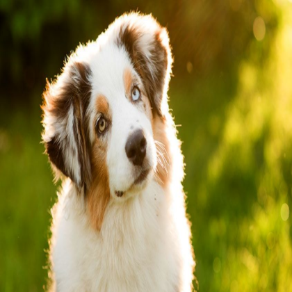 Dog Roblox decal