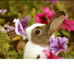 Bunny’s flower group