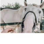 Oak Riding School