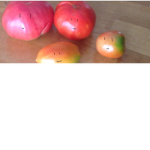 THE TOMATO TIMES