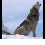 The Leading Wolf Pack