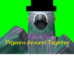 Pigeons Around Together