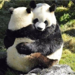 Il gruppo dei pandini!