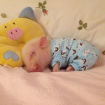 Aesthetic baby pig