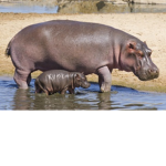Iconic Hippos