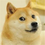 Doge squad = world domination