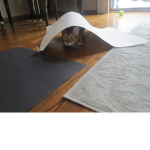 catsuperstar