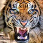 TigerGaming Fan Club
