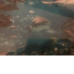 Shark fans of shark