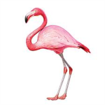 The Flamingo Club
