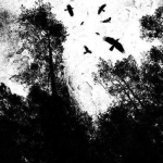 The Offical Shadows