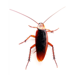 Zenith Cockroachium