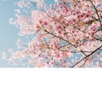 Blossoms xox