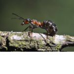 Red Wood Ants