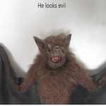 Vampire bats <3
