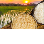 Rice farmer gang.