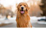 Happyguy's Dogs of Roblox
