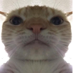 thelegendcats