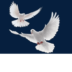 ~La team pigeon~