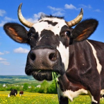 trippy cows