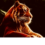 Team tiger for ever