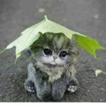 Cat toy