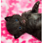 Kitten Playz YT Fan Group