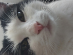 KatzenFans