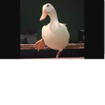 Duck is god :D
