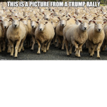 The Offical Sheep Group!