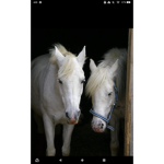 +Sunny Stables+