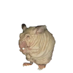 Roblox Fan Group Better
